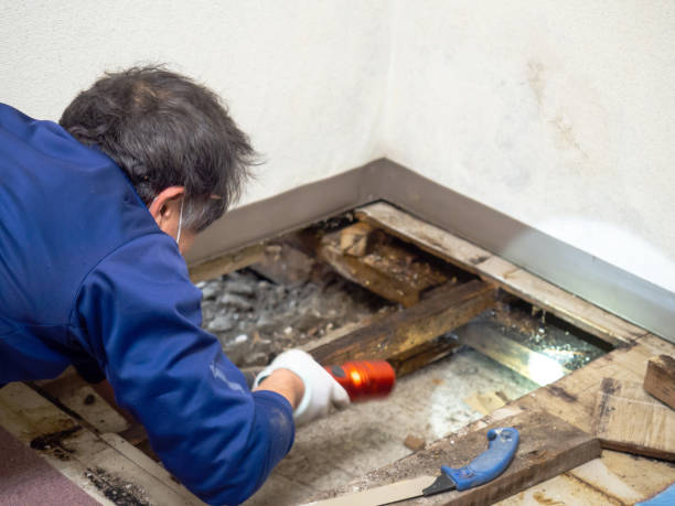 Best HVAC Mold Remediation in Mount Healthy, OH