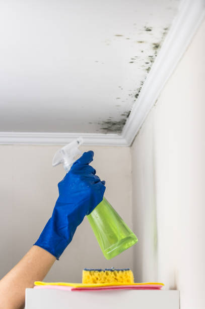 Best HVAC Mold Remediation in Mount Healthy, OH